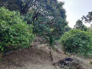 �rea Verde