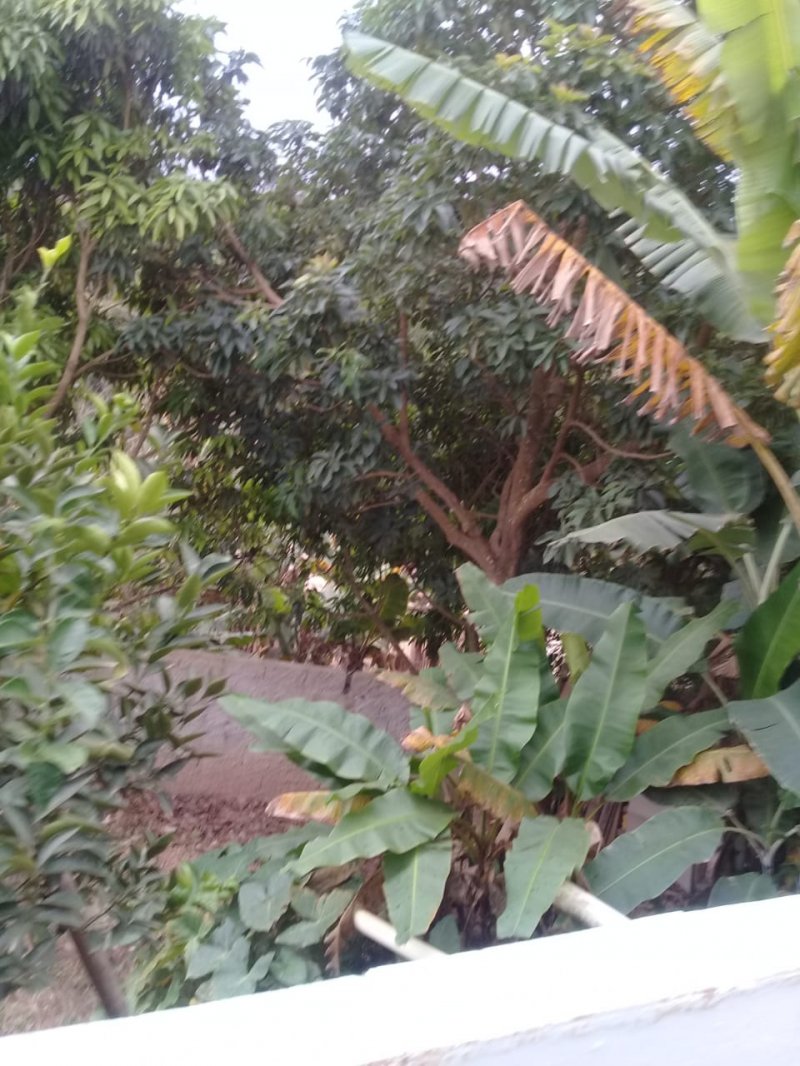 Quintal
