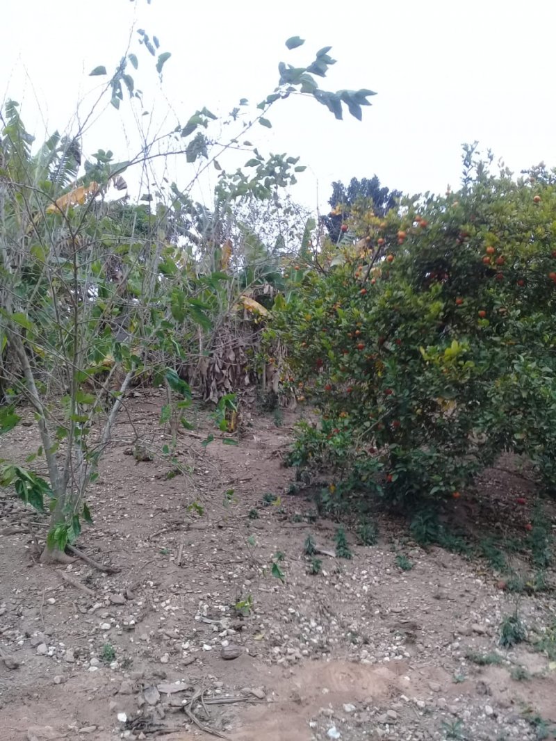 Quintal