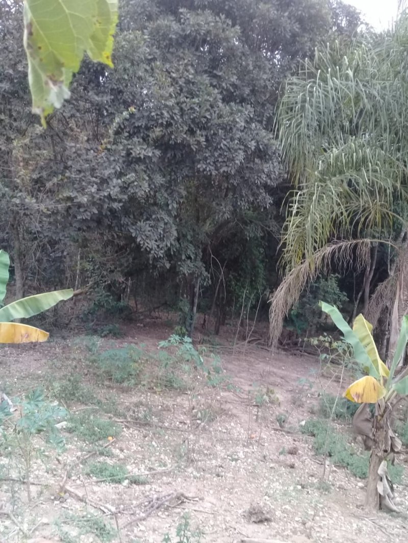 Quintal